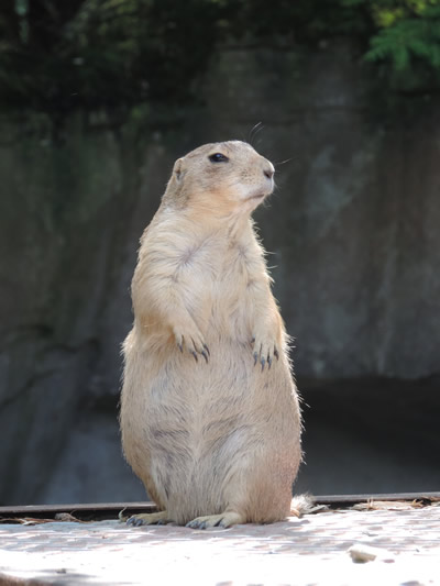 groundhog day